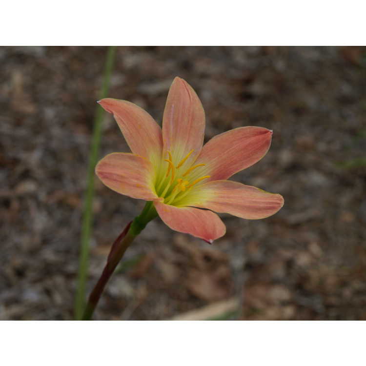 Zephyranthes 'Paul Niemi' - rain-lily