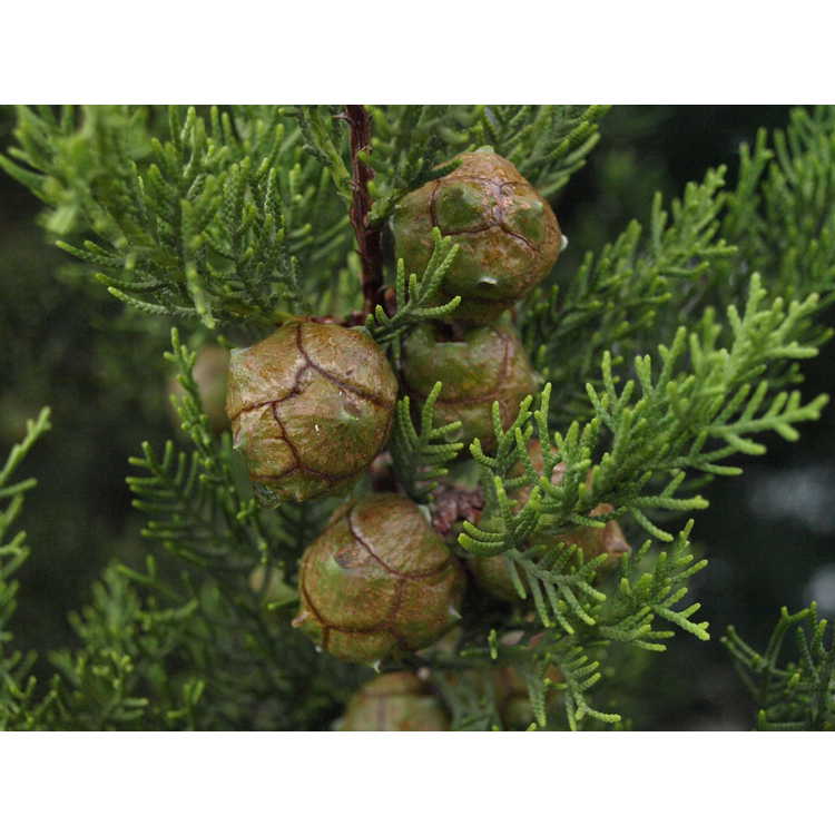 Cupressus sempervirens - Italian cypress