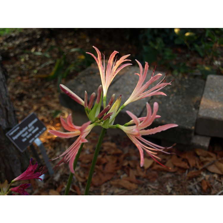 Lycoris ×elsiae