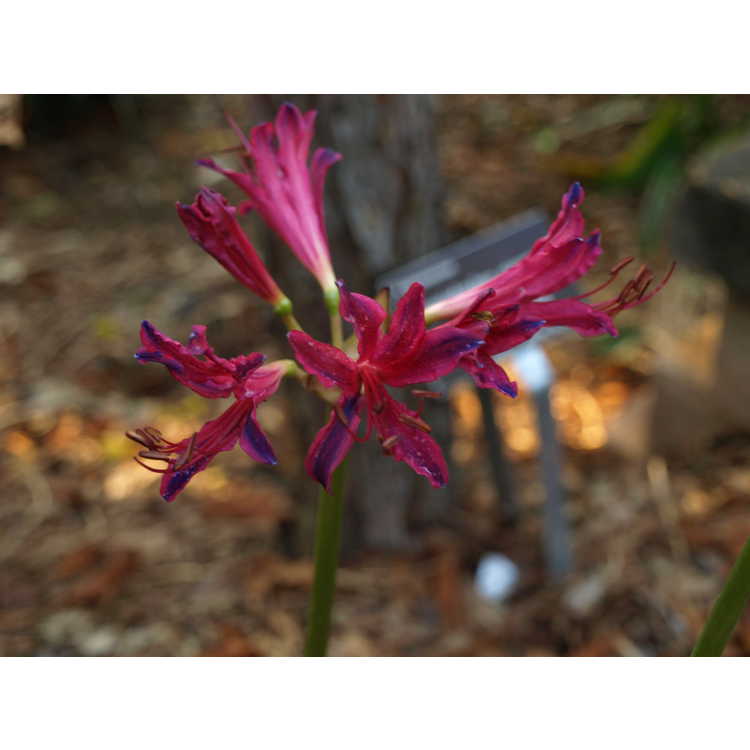 Lycoris ×rosea