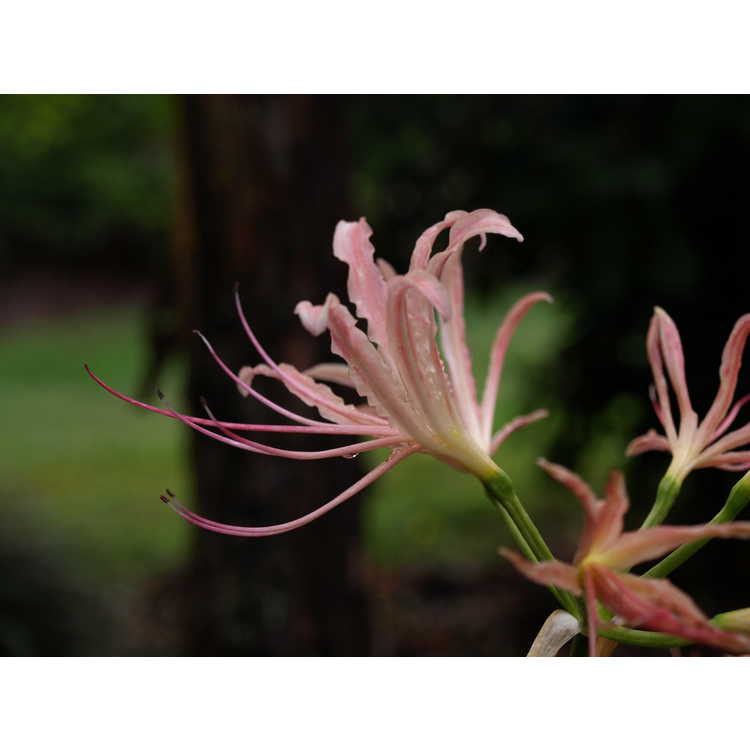 Lycoris ×elsiae