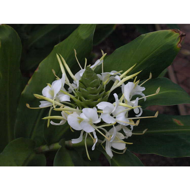 Hedychium 'White Starburst'