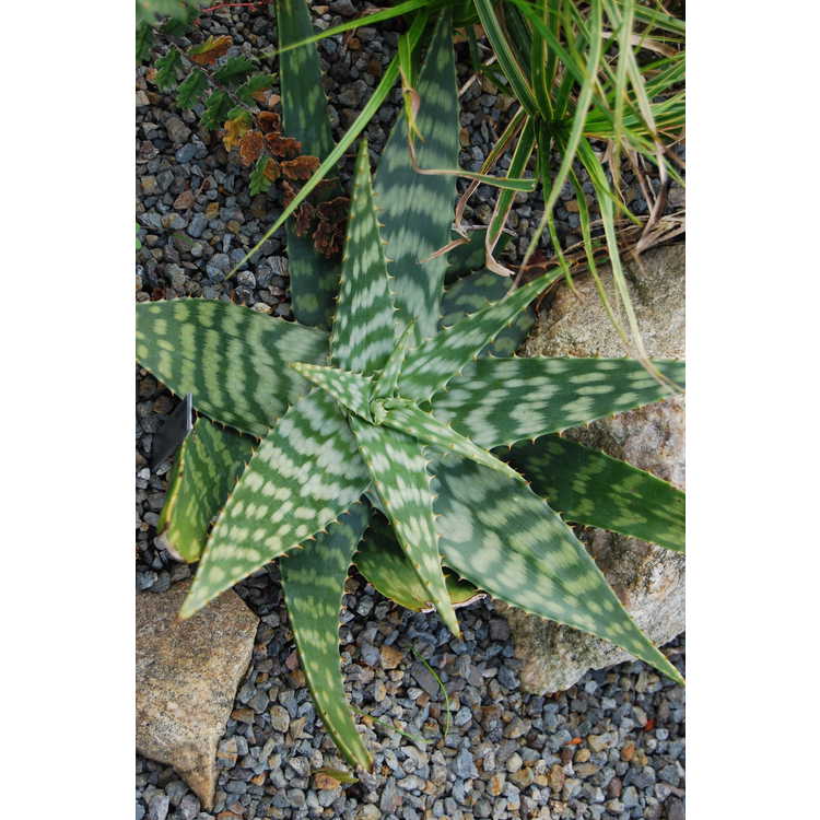 <em>Aloe zebrina</em>