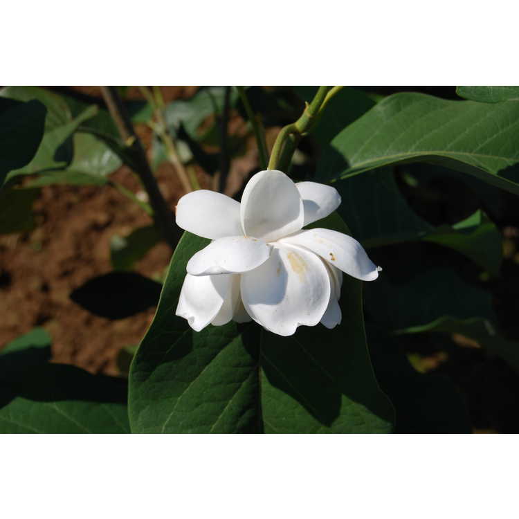 Magnolia sieboldii 'Colossus'