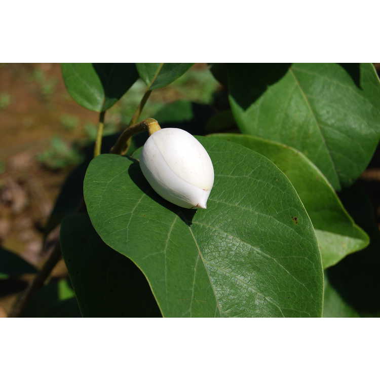 Magnolia sieboldii 'Colossus' - Oyama magnolia
