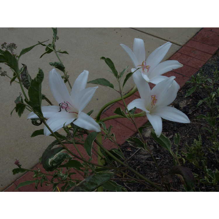 Crinum 'Carolina Beauty' - crinum-lily