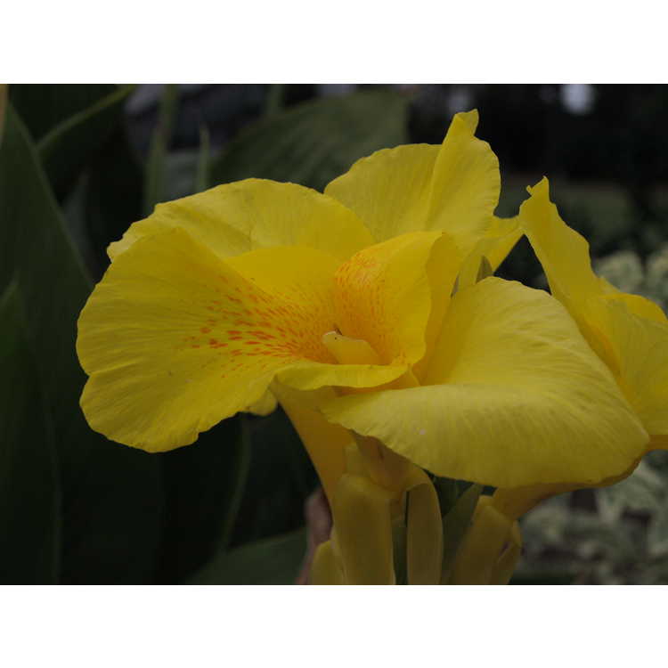 Canna 'King's Gold'