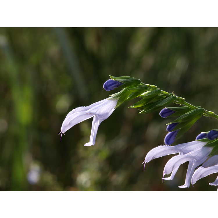 Salvia coerulea 'Argentine Skies'
