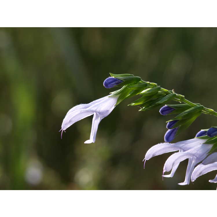Salvia coerulea 'Argentine Skies'