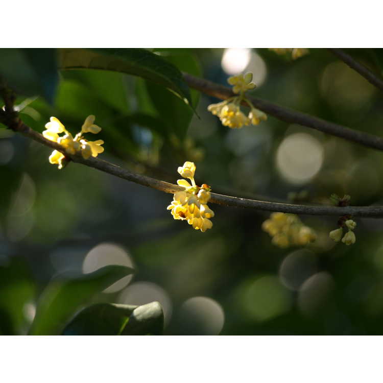 Osmanthus fragrans var. thunbergii - Japanese sweet-olive