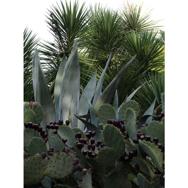 <em>Yucca aloifolia</em>