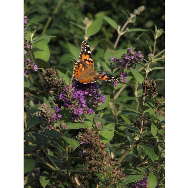Buddleja 'Blue Chip' - Lo & Behold compact butterfly-bush