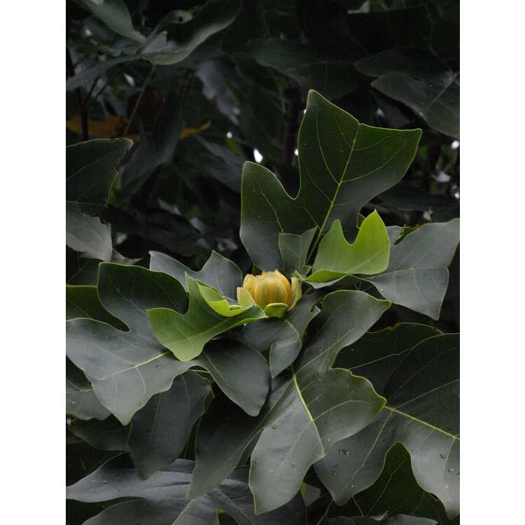 Liriodendron chinense J. C. Raulston
