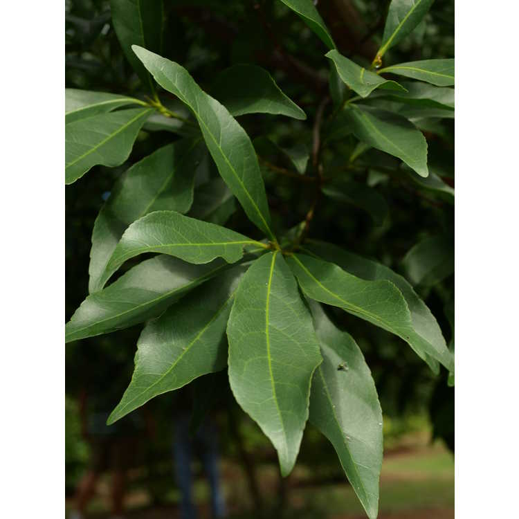 <em>Elaeocarpus sylvestris</em>