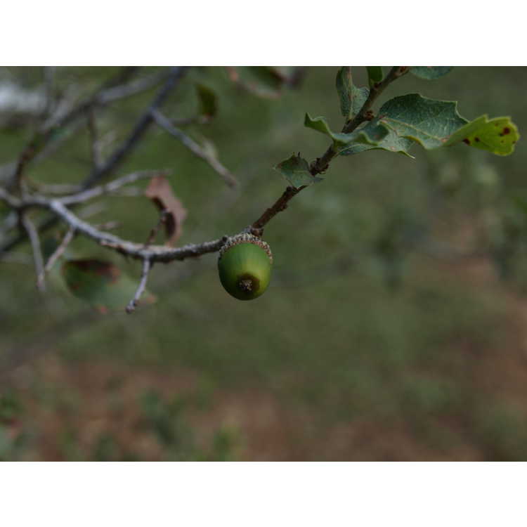 <em>Quercus hinckleyii</em>