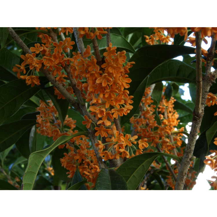 Osmanthus fragrans f. aurantiacus 'Orange Supreme'