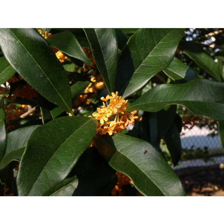Osmanthus fragrans f. aurantiacus 'Apricot Gold' - golden sweet-olive