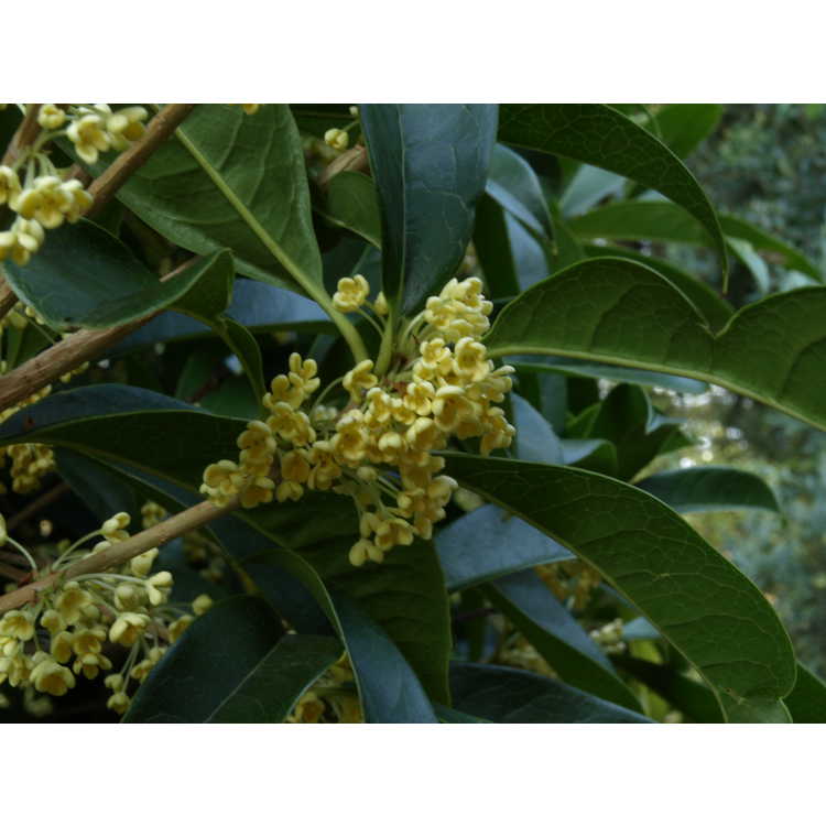 Osmanthus fragrans f. aurantiacus 'Butter Yellow'