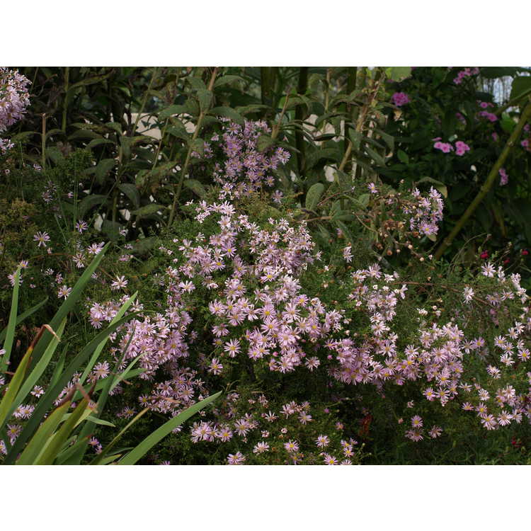 Symphyotrichum ericoides 'Pink Star' - pink heath aster
