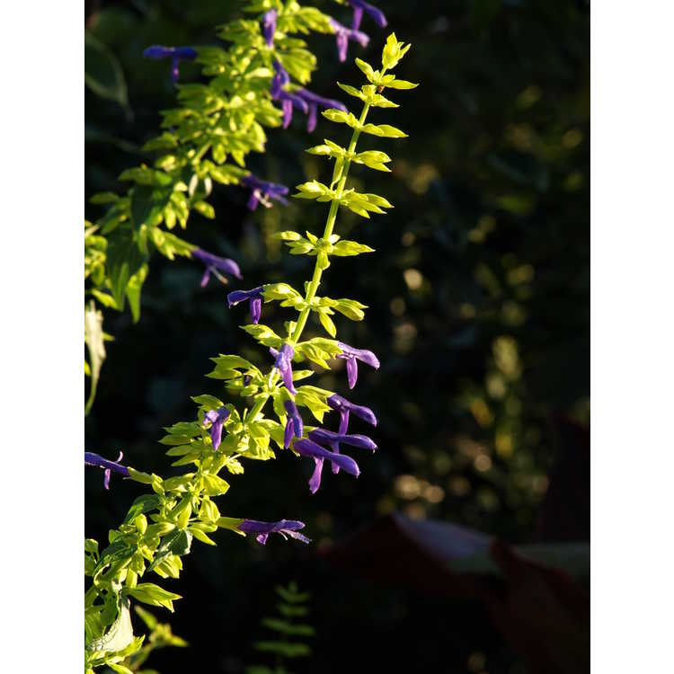 <em>Salvia mexicana</em> 'Limelight'