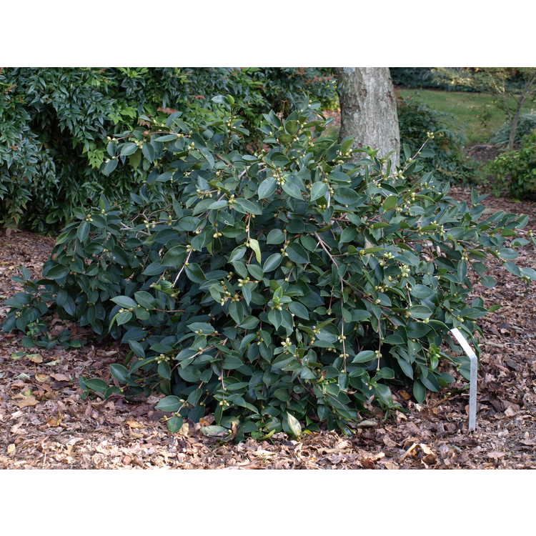 Camellia (oleifera hybrid, weeping)