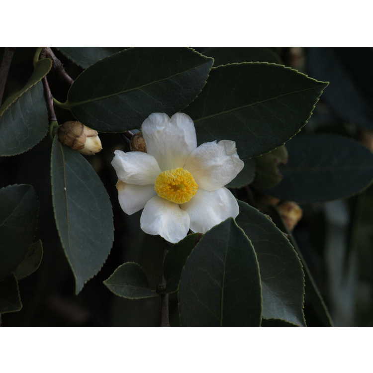 Camellia oleifera - tea-oil camellia