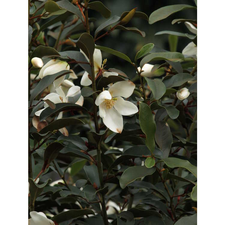 Magnolia laevifolia Michelle
