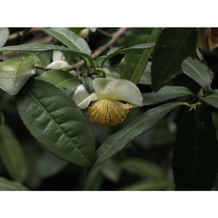 Camellia sinensis - tea