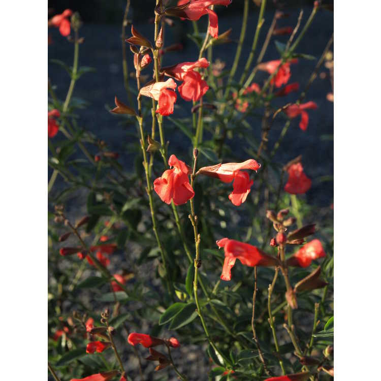 Salvia greggii Rfd-S016 Navajo Salmon Red