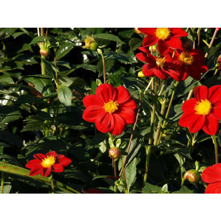 Dahlia 'Roodkapje' - garden dahlia