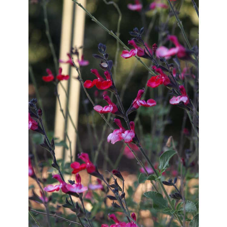 <em>Salvia greggii</em> 'Navajo Bright Red'