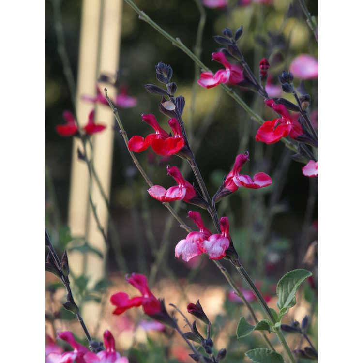 <em>Salvia greggii</em> 'Navajo Bright Red'