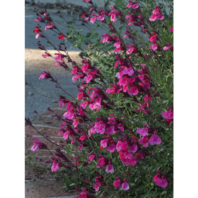 <em>Salvia greggii</em> 'Rfd-S018'