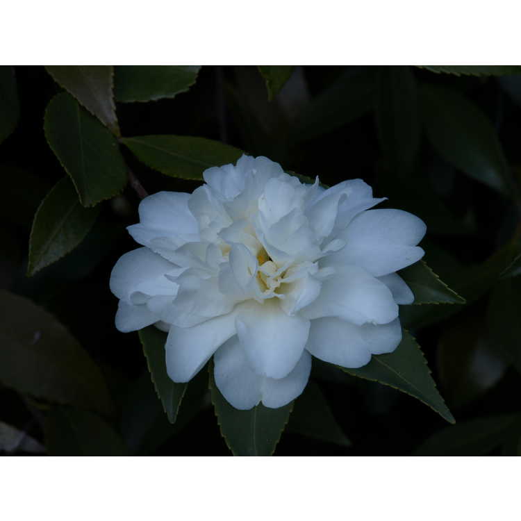 Camellia Snow Flurry