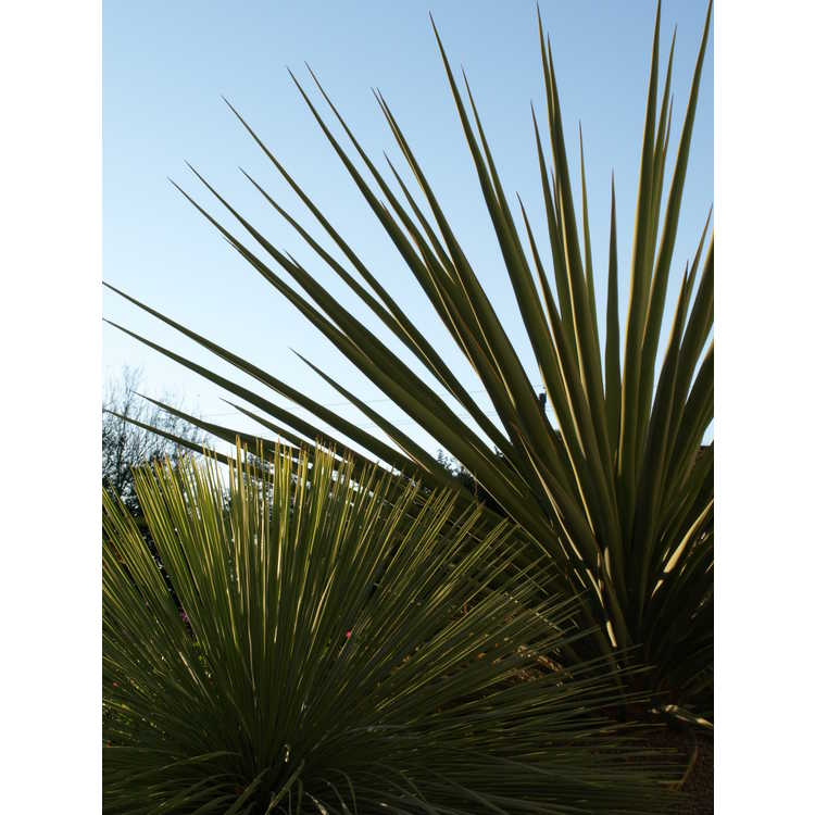 <em>Yucca linearifolia</em>