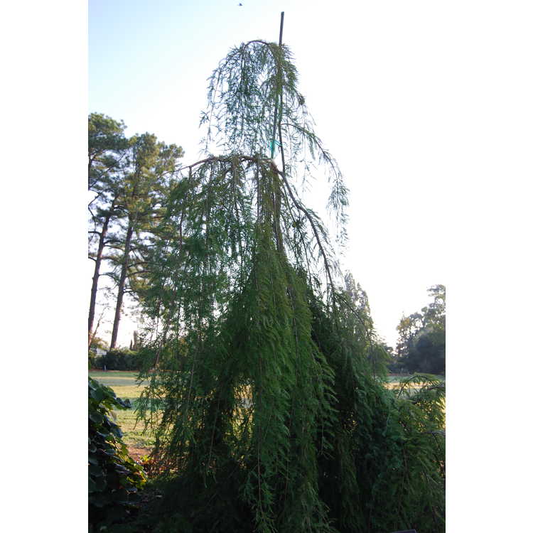 Taxodium distichum 'Cascade Falls' - weeping bald cypress