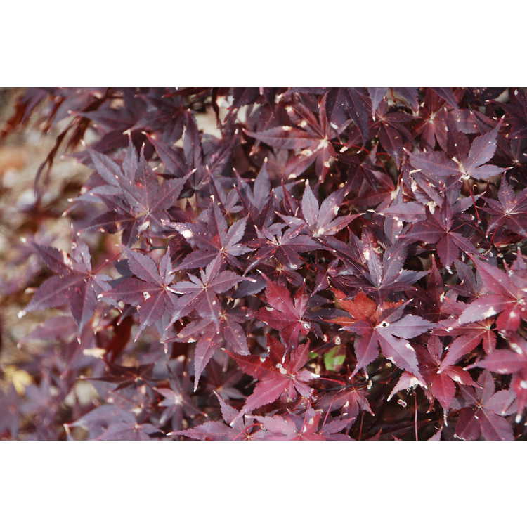 <em>Acer palmatum</em> 'Hefner's Red'