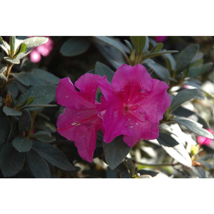 <em>Rhododendron</em> 'Conlec'