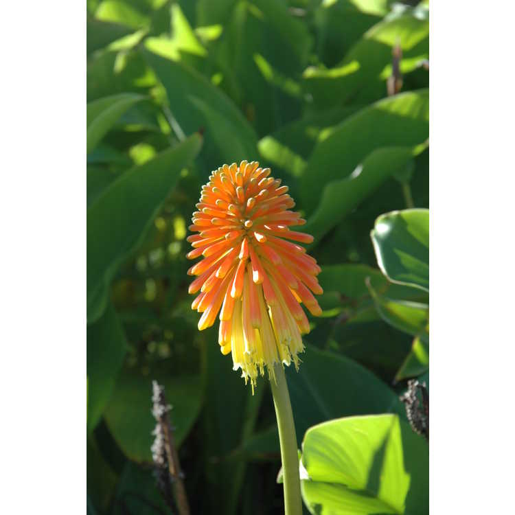 late red-hot poker
