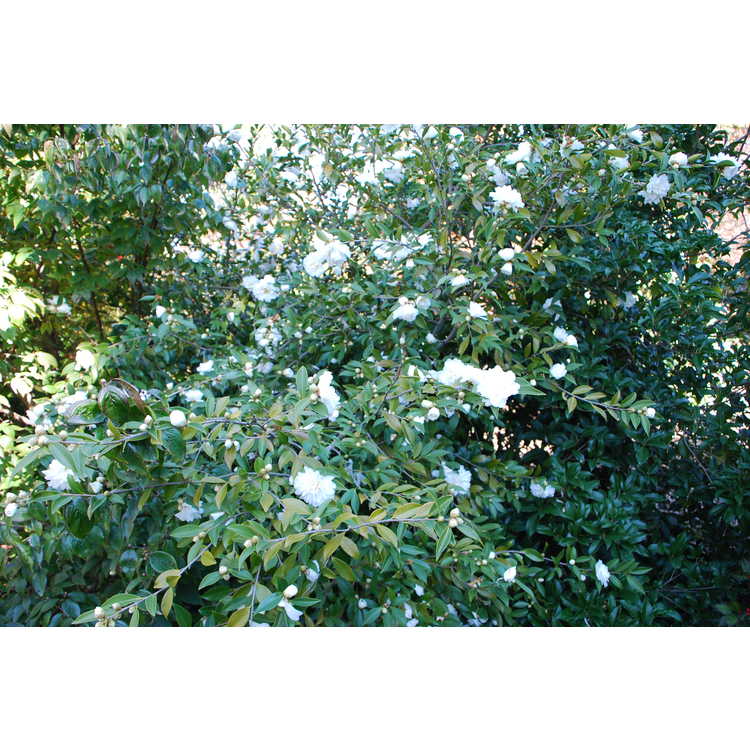 Camellia-Snow-Flurry-004-JCRA-11-10-08.JPG