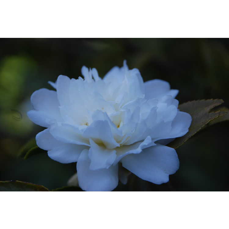 Camellia-Snow-Flurry-005-JCRA-11-10-08.JPG