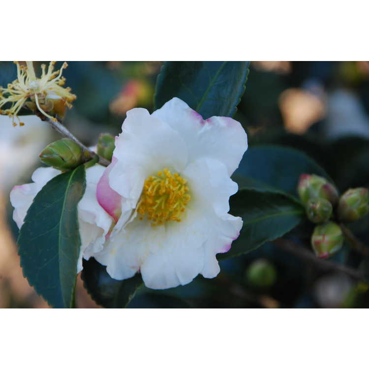 Camellia-japonica-Fukurin-Wabisuke-001-JCRA-11-10-08.JPG