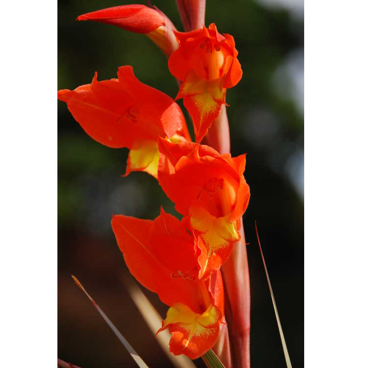 Gladiolus dalenii 'Halloweenie' - parrot beak gladiolus