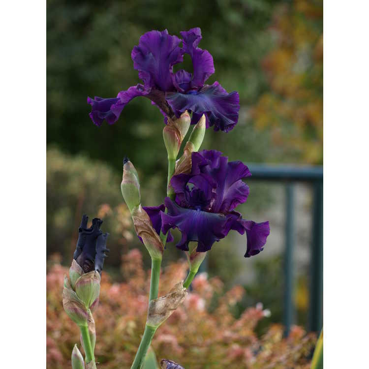 Iris 'Midnight Mink' - tall bearded iris