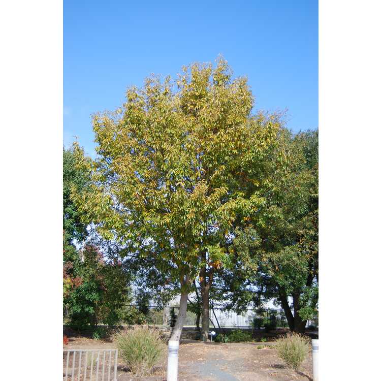 Quercus oglethorpensis - Oglethorpe oak