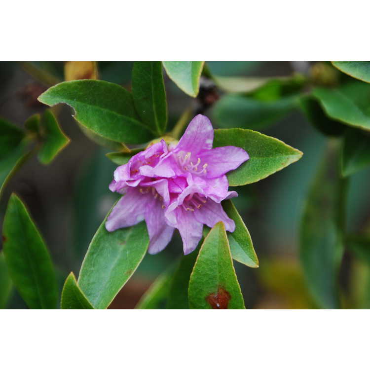 Rhododendron latoucheae - Mrs. Wilson's rhododendron