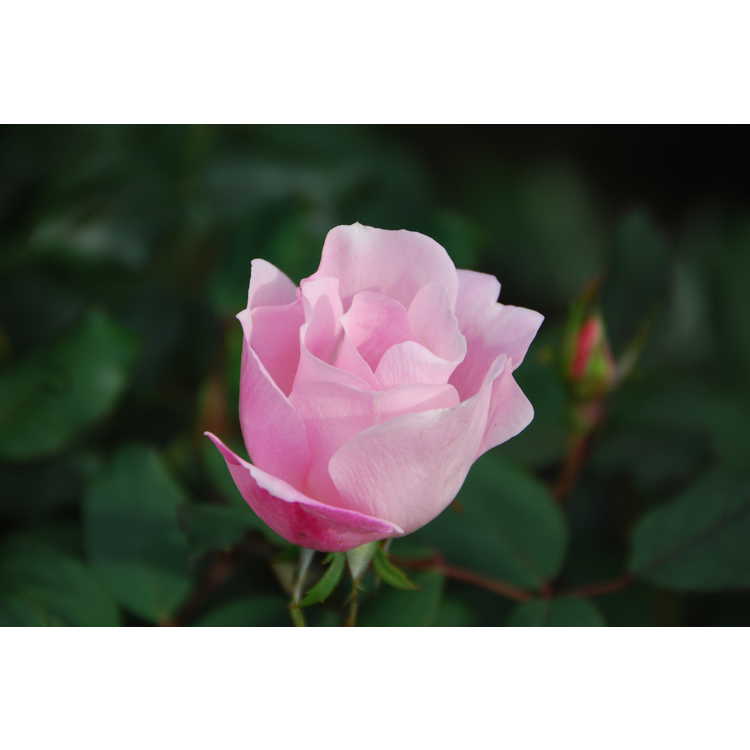 Rosa 'Radyod' - Blushing Knock Out shrub rose