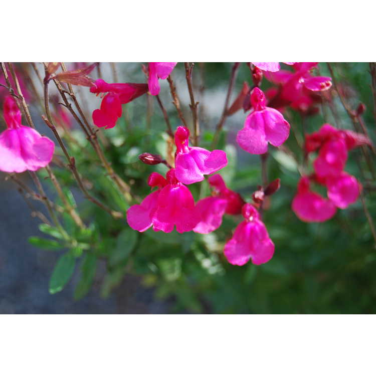 Salvia greggii 'Pink Perfection'