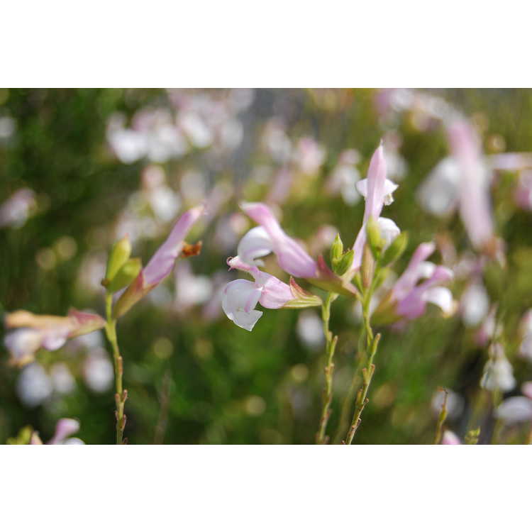 Salvia greggii 'Teresa' - autumn sage