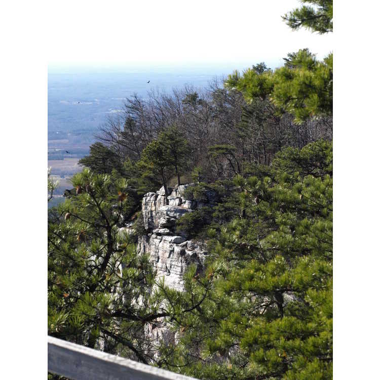 Table Mountain pine